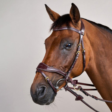 Trense D Motion D Collection by Dy'on Braun Trense D Motion D Collection by Dy'on Braun