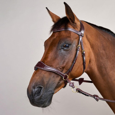 Trense D Motion D Collection by Dy'on Braun Trense D Motion D Collection by Dy'on Braun