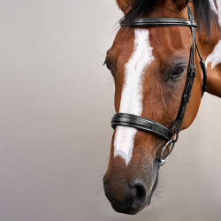 Reithalfter mit breitem Nasenriemen Hunter US Collection by Dy'on Schwarz Reithalfter mit breitem Nasenriemen Hunter US Collection by Dy'on Schwarz