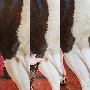 Fleckenentferner grüne Flecken und Staub Mandel Grooming Deluxe von Kentucky Fleckenentferner grüne Flecken und Staub Mandel Grooming Deluxe von Kentucky