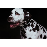 Hundehalsband Equestrian Stockholm mit Strass Schwarz Edition