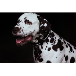 Hundehalsband Equestrian Stockholm mit Strass Schwarz Edition