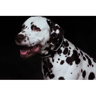 Hundehalsband Equestrian Stockholm mit Strass Schwarz Edition