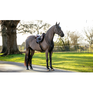 Schabracke Hunter LeMieux Merino+ Schabracke Hunter LeMieux Merino+