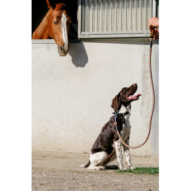 Hundeleine mit Griff EQUITHÈME – Haspen Schwarz / orangener Griff