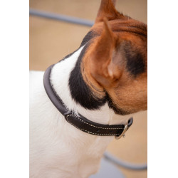 Hundehalsband Pénélope Olie Havanna Braun