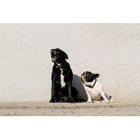 Equithème Max Hundehalsband und Leine Braun