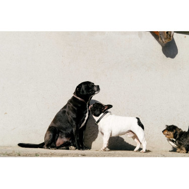 Equithème Max Hundehalsband und Leine Schwarz