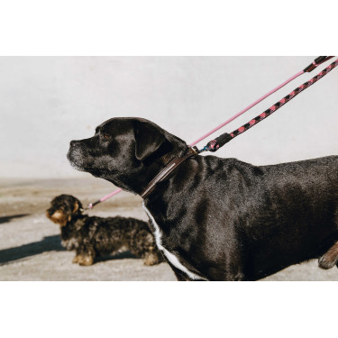 Equithème Max Hundehalsband und Leine Braun