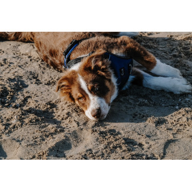 Hundegeschirr RIDING WORLD – Simba Marine Marineblau