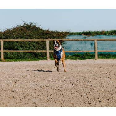 Hundegeschirr RIDING WORLD – Simba Marine Marineblau