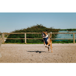 Hundegeschirr RIDING WORLD – Simba Marine Marineblau