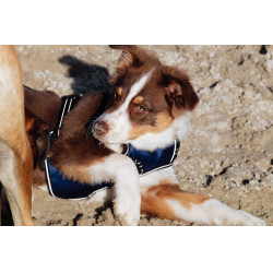 Hundegeschirr RIDING WORLD – Simba Marine Marineblau