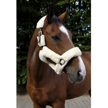 Halfter Equithème Teddy Halfter Equithème Teddy