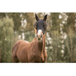 Fliegenmaske Lami-Cell Lycra Schwarz