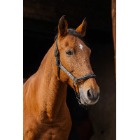Nylonhalfter Equithème Domino Blau Nylonhalfter Equithème Domino Blau