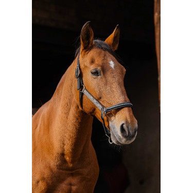 Nylonhalfter Equithème Domino Kupfer Braun Nylonhalfter Equithème Domino Kupfer Braun