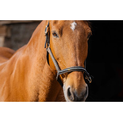 Nylonhalfter Equithème Domino Kupfer Braun Nylonhalfter Equithème Domino Kupfer Braun