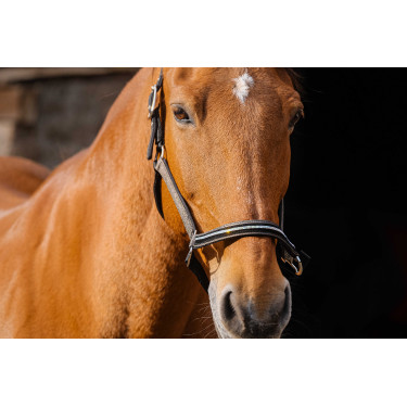 Nylonhalfter Equithème Domino Kupfer Braun Nylonhalfter Equithème Domino Kupfer Braun