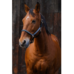 Nylonhalfter Equithème Domino Grau Nylonhalfter Equithème Domino Grau