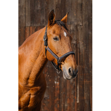 Nylonhalfter Equithème Domino Violett Lila Nylonhalfter Equithème Domino Violett Lila