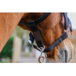 Nylonhalfter Equithème Domino Violett Lila Nylonhalfter Equithème Domino Violett Lila