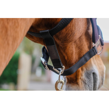 Nylonhalfter Equithème Domino Violett Lila Nylonhalfter Equithème Domino Violett Lila