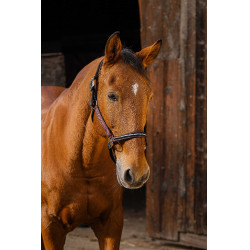 Nylonhalfter Equithème Domino Bordeaux Nylonhalfter Equithème Domino Bordeaux
