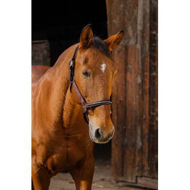 Nylonhalfter Equithème Domino Bordeaux Nylonhalfter Equithème Domino Bordeaux