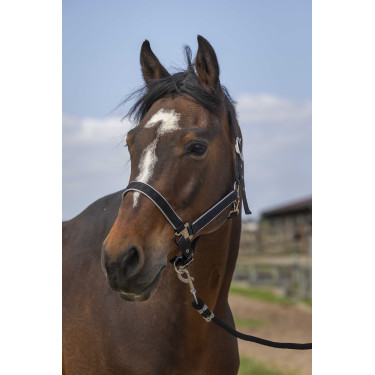 Halfter Equithème Nylon Light Schwarz
