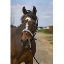 Halfter Equithème Nylon Check Marine / Braun Blau