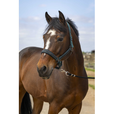 Halfter Equithème Nylon Strass Grün Gr&uuml;n