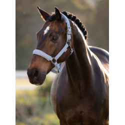 LeMieux Essence Halfter Puderblau LeMieux Essence Halfter Puderblau