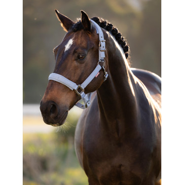 LeMieux Essence Halfter Puderblau LeMieux Essence Halfter Puderblau