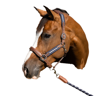 Antarès Stressless-Grimstrike-Halfter