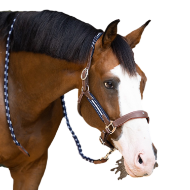 Antarès Stressless-Grimstrike-Halfter