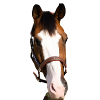 Antarès Stressless-Grimstrike-Halfter