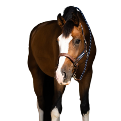 Antarès Stressless-Grimstrike-Halfter