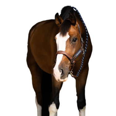 Antarès Stressless-Grimstrike-Halfter