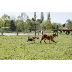 Lederhalsband Diego & Louna für Hunde