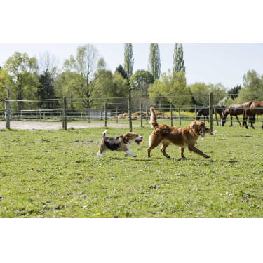 Lederhalsband Diego & Louna für Hunde