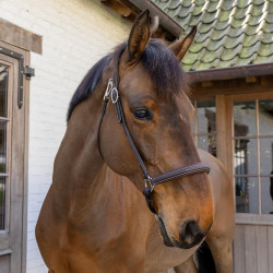 Putzhalfter Working By Dy'on