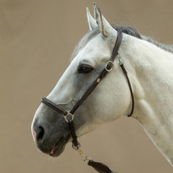 Putzhalfter Working By Dy'on