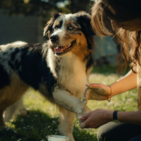 Tonerde-Kataphlosma Nutragile für Hunde und Katzen