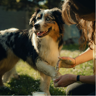 Tonerde-Kataphlosma Nutragile für Hunde und Katzen