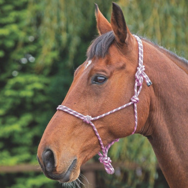 Halfter Ethologique Shires
