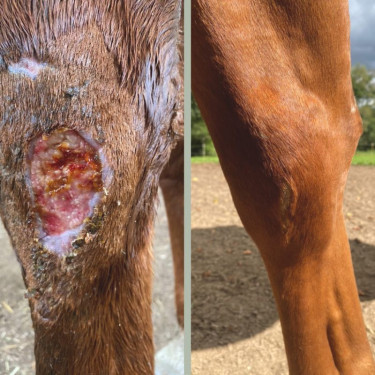 Regenerierende Packung Nellumbo