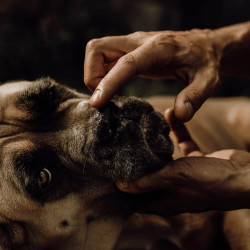 Nellumbo Trüffelbalsam für Hunde und Katzen