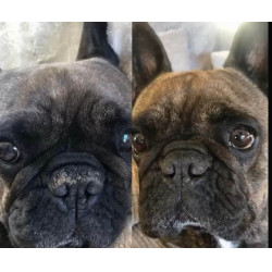 Nellumbo Trüffelbalsam für Hunde und Katzen