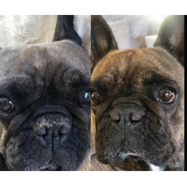 Nellumbo Trüffelbalsam für Hunde und Katzen